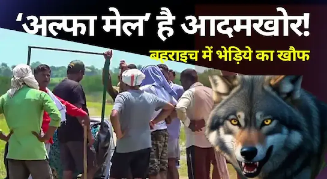 बहराइच में भेडियों का आंतक फिर शुरू (फोटो साभार- NDTV)