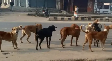 सुप्रीम कोर्ट बोला-कुत्ते इंसानी डर पहचानते हैं, इसलिए काटते हैं: